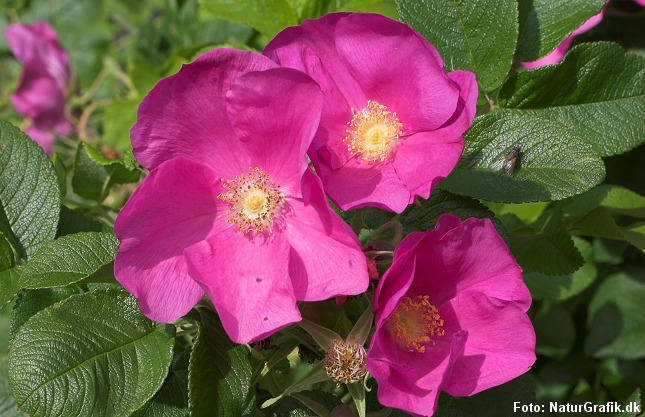 Kronblade fra den vilde hybenrosen - også kaldet Rynket rose, er fine til saftevand.