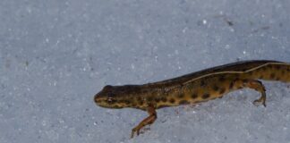 salamander på isen