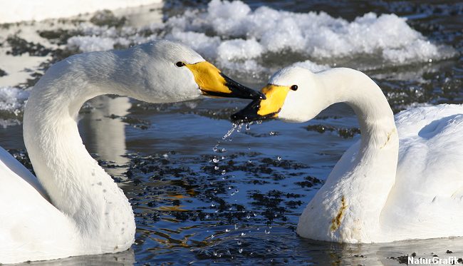 Sangsvaner fra Rusland og det nordlige Skandinavien nyder den danske vinter.