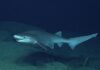 seksgællet haj fanget i dansk farvand