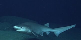seksgællet haj fanget i dansk farvand