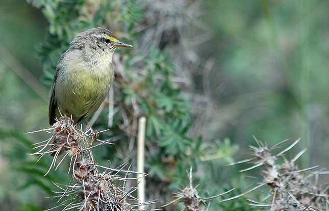 Fuglen blev opdaget af ornitologen Sebastian Klein, der bl.a. er kendt fra naturudsendelser i børne-tv. Foto: Henrik Haaning Nielsen.