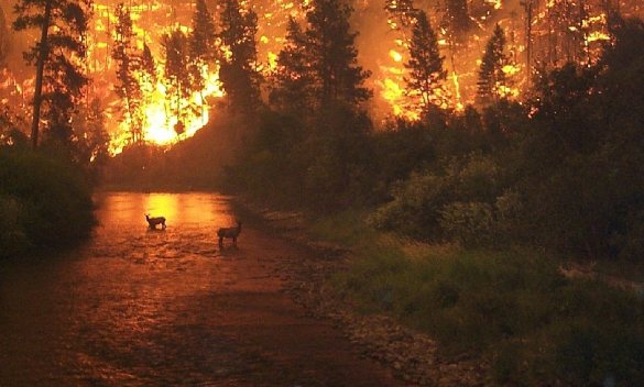 Skovbrand i Bitterroot National Forest, Montana, USA. Foto: John McColgan, Wikipedia. 