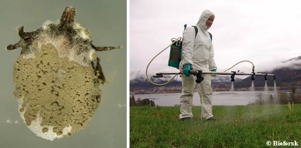 Venstre: Skovflåt inficeret af Metarhizium-svampen. Foto: Foto Karin Westrum, Bioforsk Plantehelse. Højre: Sprøjtning og udspredning af den flåtdræbende svamp. Foto: Natasha Sant Anna Iwanicki, Bioforsk plantehelse.