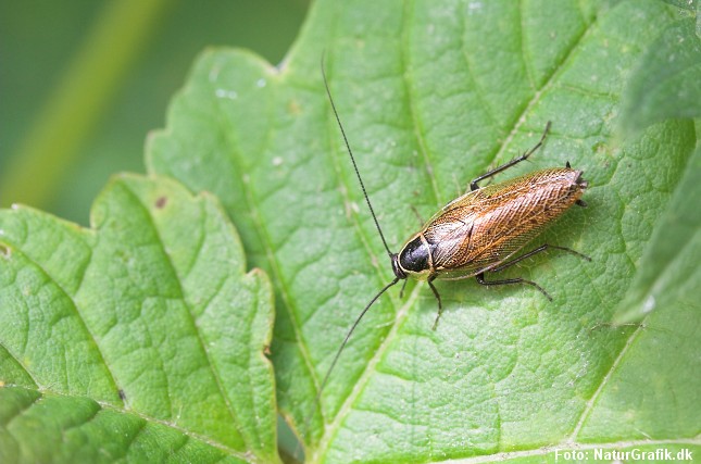 I Danmark findes tre arter som lever frit i naturen. Heraf er skovkakerlakken (foto) den mest almindelige.