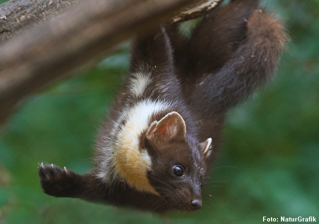 Skovmåren er både adræt og en dygtig klatrer. Den kan bl.a. jage og fange egern i træerne. Foto: Niels Lisborg/NaturGrafik. 