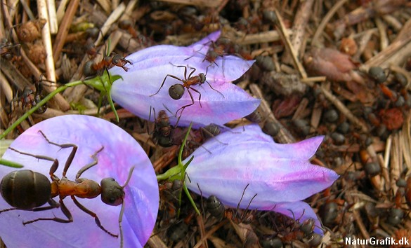 Klokkeblomsten skifter farve fra blå til rød-violet når myrerne "tisser" på den.