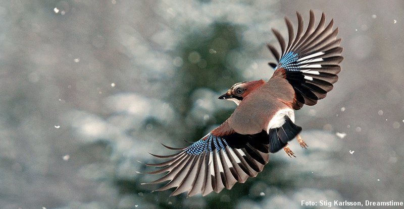 skovskade_flyv Illustreret af de bedste naturfotografer