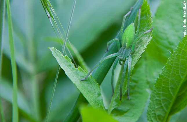 Også den grønne smaragdedderkop (Micrommata virescens) forstår at gemme sig. Edderkoppens grønne farve falder godt sammen med vegetationen og gør den svær at få øje på. 