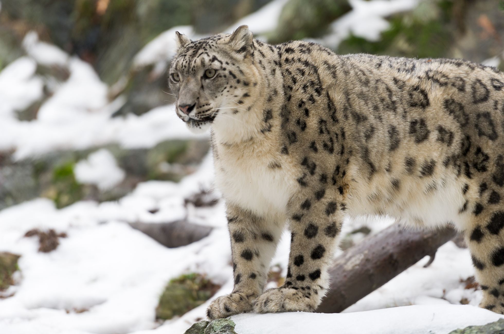 Gåden om sneleoparden endnu ikke løst! - Naturmagasinet NaturGuide.dk