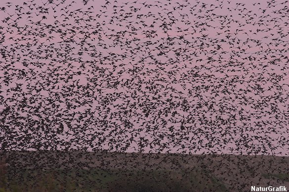 Henunder aften samles tusinder af stære i træktiden i det sønderjyske marksland. En flok kan rumme flere hundredetusinde stære.