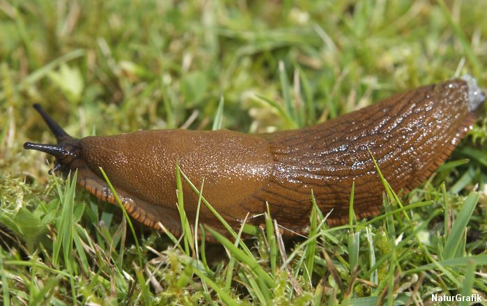 Visuel guide til snegle med hus naturguide.dk danmarks natur på ... Ovalt havebord