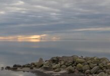 Coastal Life - Limfjorden
