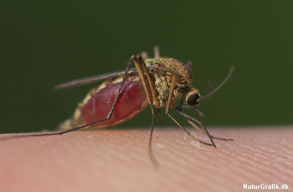 Sådan finder myggen dig