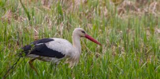 Fremgang for den hvide stork i Danmark