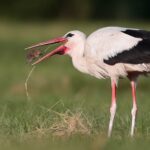 Storken dropper Afrika