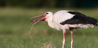 Storken dropper Afrika