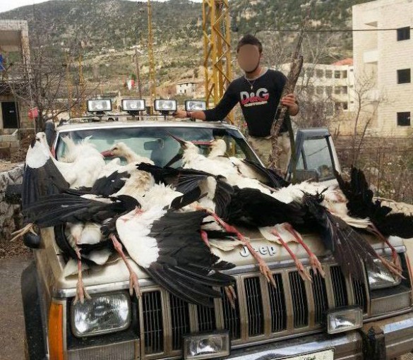 Trækfugle nedskydes ulovligt i Libanon under trækket mellem Afrika og Europa. Her er det storke. Foto: Facebook.