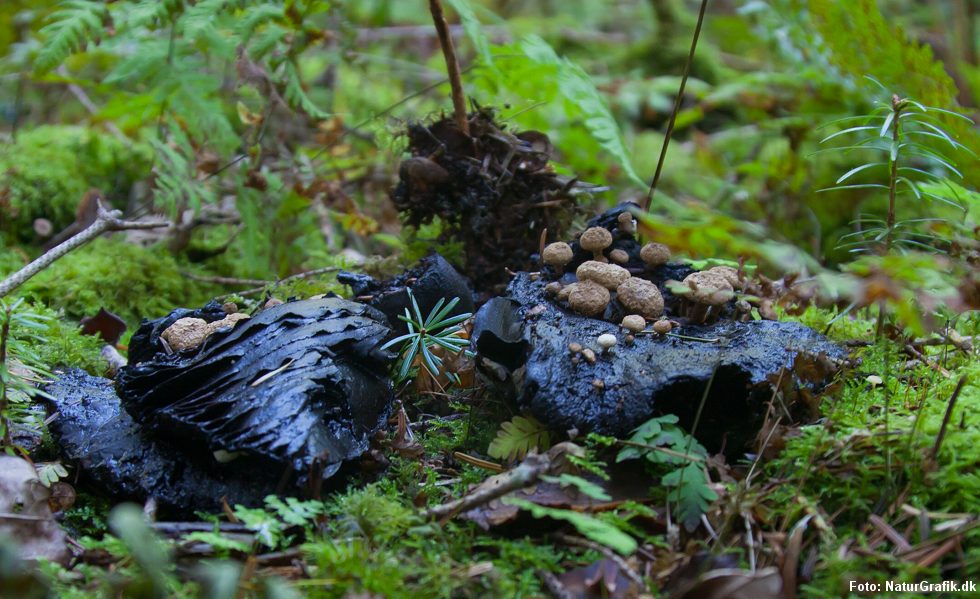 Små svampe vokser op ad resterne fra en gammel nedbrudt. I dette tilfælde Sværtende skørhat.