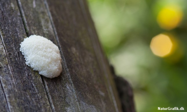 Svampedyret Skinnende Støvpude opdages når det hvide frugtlegeme dannes. Her i et tidligt stadie.