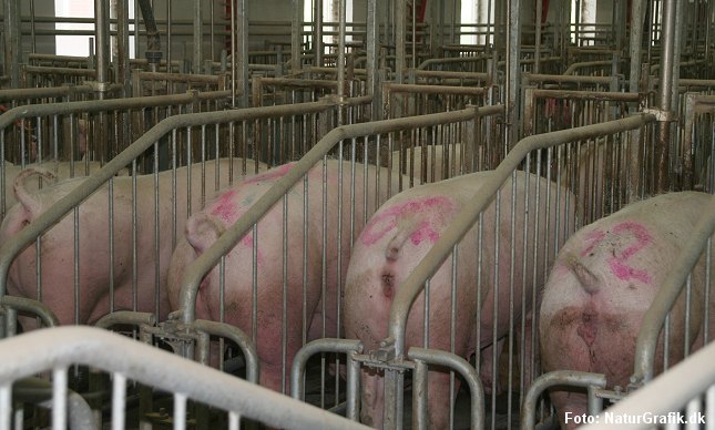 Den danske ammoniakudledning stammer især fra gylle fra de godt 20 millioner svin, der årligt produceres i Danmark.