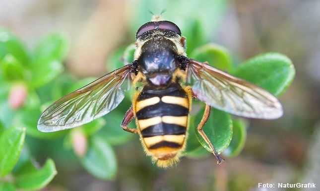 Svirreflue. Alene i Danmark findes omkring 250 arter af svirrefluer. Svirrefluer ses ofte på blomster og kan på svirrende vinger stå stille i luften.