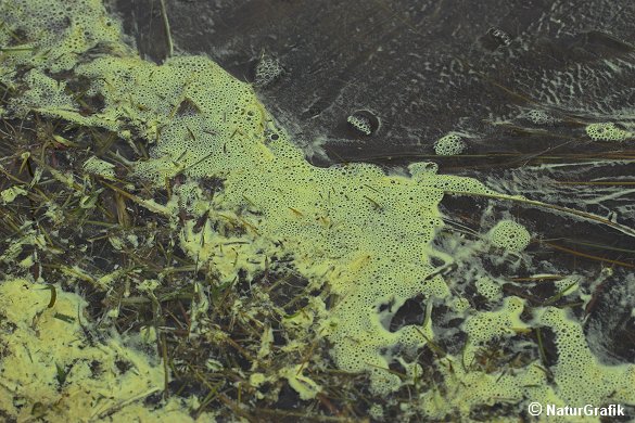 Rødgranens hanblomster kan producere store mængder pollen, der kan farve skovbunden og vandoverflader gule. Fænomenet betegnes "svovlregn".