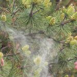 Gule pollenskyer og svovlregn