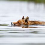 Svømmende ræv