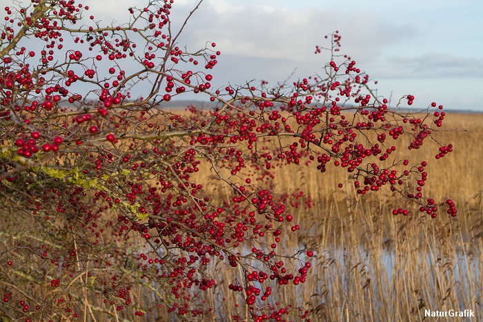 Tjørnebusk i december - med masser af bær. Der er dækket op for vindroslen. Foto: NaturGrafik.