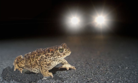 Tudserne har begyndt deres vandring mod vandhullet. Turen er farefuld og mange tudser - særligt hannerne, er udsatte i trafikken da de ofte sidder for længe ved vejen.