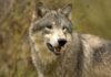 Jagthund angriber ulv