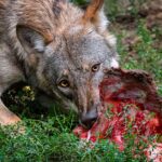 Ulvens fødegrundlag - er der mad nok til ulve i Danmark?