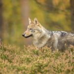 Danmark har fået et femte ulvepar