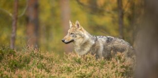 Danmark har fået et femte ulvepar