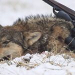 Kæmpebøde for at skyde ulv