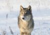 Flere ulve har ikke givet tilsvarende flere ulveangreb