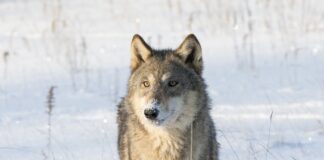 Flere ulve har ikke givet tilsvarende flere ulveangreb