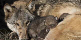 Et ulvepar har fået mindst 6 hvalpe i et naturområde i Vestjylland.