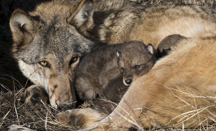 Et ulvepar har fået mindst 6 hvalpe i et naturområde i Vestjylland. 