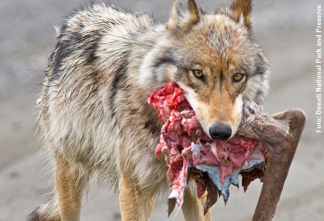 Ny undersøgelse afslører danske ulves madvaner. Foto: Denali National Park and Preserve.