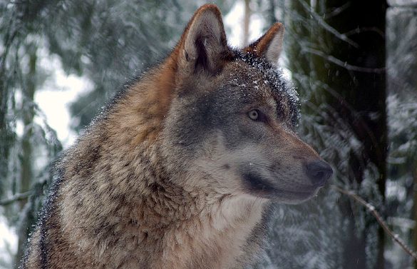 Har Danmark fået sin første ulvefamilie? Lydoptagelser afslører flere ulve sammen. Foto: Gunnar Ries, Wikimedia. 