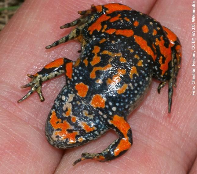 underside_bombina