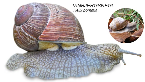Visuel guide til snegle med hus naturguide.dk danmarks natur på ... Ovalt havebord
