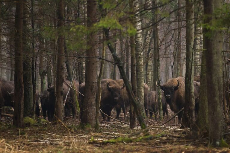 Europæisk bison trives på Bornholm og skaber plads til flere arter