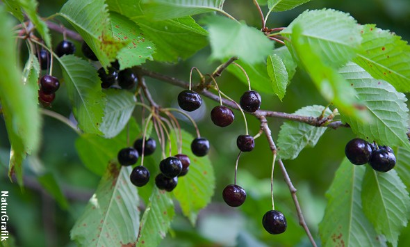 Marmelade af skovens vilde fuglekirsebær! naturguide.dk danmarks ... Vilde træer med røde bær
