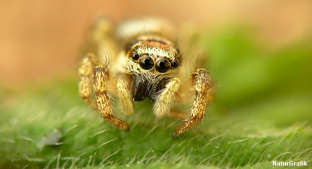 Ungkarl At At opdage Vidste du, at edderkopper også spiser grønt? - NaturGuide.dk - natur og  friluftsliv